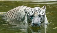 A white Bengal tiger cools off in a pond at an enclosure on the hot summer day at Arignar Anna Zoological Park, in Chennai on May 30, 2024. (Photo by R.Satish Babu / AFP)