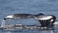 View of the tail of a humpback whale (Megaptera novaeangliae) at the coast of Niteroi, Rio de Janeiro state, Brazil on June 20, 2024. Photo by MAURO PIMENTEL / AFP.