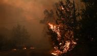 A wildfire burns vegetation along a road during a wildfire in Varnavas, north of Athens, on August 11, 2024. Greece was battling several wildfires on August 11, with smoke covering parts of the capital Athens in a haze, amid warnings for extreme weather conditions for the rest of the week. (Photo by Angelos TZORTZINIS / AFP)
