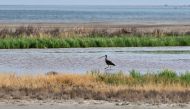 A long-billed curlew, North America's largest shorebird and sandpiper, wades in shallow water at the Great Salt Lake on September 11, 2024. (Photo by Frederic J. Brown / AFP)