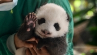 A zookeeper holds a young still unnamed Panda cub during a media presentation of one of the Panda twins that were born on August 22, at the zoo in Berlin on October 15, 2024. (Photo by Tobias SCHWARZ / AFP) 