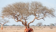 A young bull Elephant pauses in the shade of a tree from the afternoon heat at the Ngutuni Wildlife Conservancy on the outskirts of Voi town in Taita Taventa County on October 29, 2024. (Photo by Tony KARUMBA / AFP)

