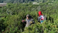 Women harvest aromatic and medicinal plants in the mountains of Tbainia village near the city of Ain Drahem, in the north west of Tunisia on November 6, 2024. (Photo by Fethi Belaid / AFP)
