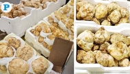 Prices for desert truffles range from QR100 to QR1,000 per kilogram, with auctions often concluding within two hours due to high demand. Pics: Marivie Alabanza/ The Peninsula