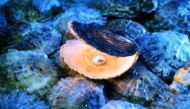 Still from The Pearl by Noor Al-Nasr