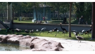 Al Khor Park offers various attractions, including a zoo with over 300 animal species, expansive green spaces, and children’s play areas. 