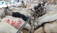 Livestock (All pics by Rajan  Vadakkemuriyil / The Peninsula)
