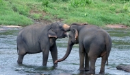 Elephants are seen at the Pinnawala Elephant Orphanage in Sri Lanka, Aug. 9, 2025. (Photo by Ajith Perera/Xinhua)
