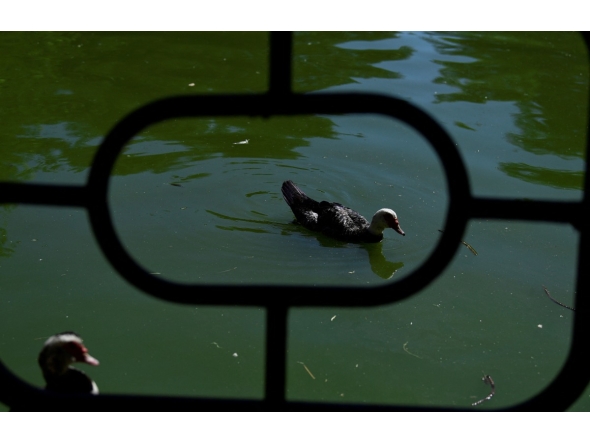A picture taken on September 11, 2025 shows ducks in a pond of the Parque de los Principes, in Seville, after parks have closed due to several outbreaks of avian influenza. Photo by CRISTINA QUICLER / AFP