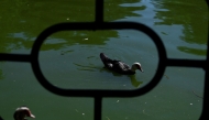 A picture taken on September 11, 2025 shows ducks in a pond of the Parque de los Principes, in Seville, after parks have closed due to several outbreaks of avian influenza. Photo by CRISTINA QUICLER / AFP