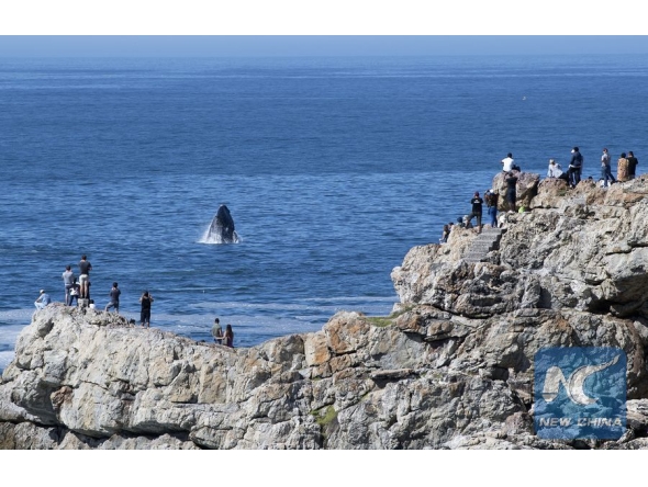 File photo shows people view a whale during annual Hermanus Whale Festival in Hermanus, Western Cape, South Africa. (Xinhua/Chen Cheng)

