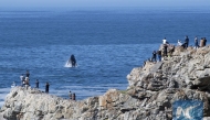 File photo shows people view a whale during annual Hermanus Whale Festival in Hermanus, Western Cape, South Africa. (Xinhua/Chen Cheng)


