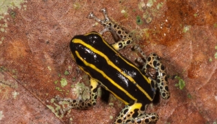 This handout picture released on October 6, 2025, by Peru's Biodiversity Museum shows a new variety of amphibian called Ranitomeya hwata. Photo by Juan Carlos CHAPARRO / Peru's Biodiversity Museum / AFP