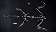 Handout picture released by Argentina's CONICET shows fossil bones of a Huayracursor jaguensis on October 10, 2025. (Photo by CONICET Press Office / CONICET / AFP) 
