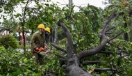 Workers use a chainsaw to cut the branches off a tree that fell in strong winds ahead of the arrival of Typhoon Kalmaegi near Quy Nhon beach, Central Vietnam on November 6, 2025. Photo by Nhac Nguyen/ AFP
