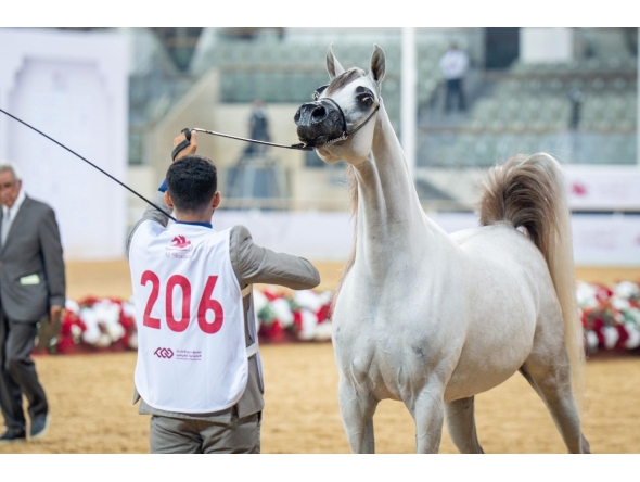 This year’s edition continued the Foal Classes (Filly Foals and Colt Foals), which were introduced in the previous edition