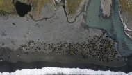This handout photograph taken on October 25, 2024 and released on November 13, 2025 by British Antarctic Survey shows a colony of southern elephant seals, some of which are infected by bird flu, resting on a beach in St. Andrews Bay on South Georgia island, in the South Atlantic Ocean. HANDOUT / BRITISH ANTARCTIC SURVEY / AFP

