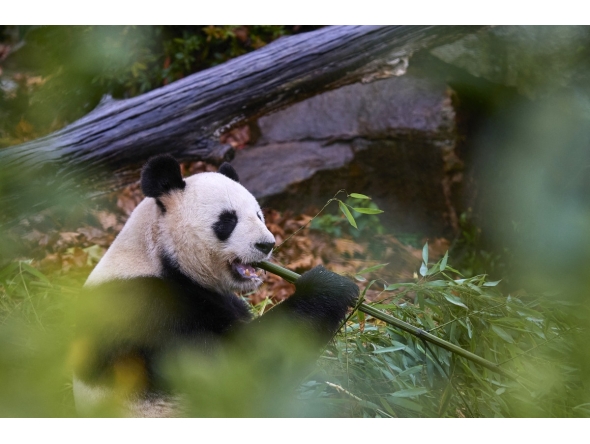 Male Panda Yuan Zi is lying in his internal enclosure before his last public snack at The Beauval Zoo in Saint-Aignan-sur-Cher, central France on November 23, 2025. Photo by Guillaume Souvant / AFP