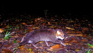 This handout picture taken with a camera trap and released on December 26, 2025, by Thailand's Department of National Parks, Wildlife and Plant Conservation (DNP) and Panthera Thailand shows a recently rediscovered flat-headed cat in southern Thailand's Princess Sirindhorn Wildlife Sanctuary. (Photo by Handout / various sources / AFP) /