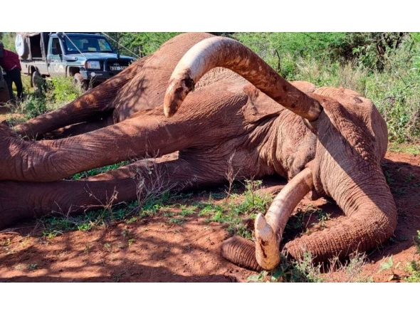 Picture from NTV Kenya official social media channels.