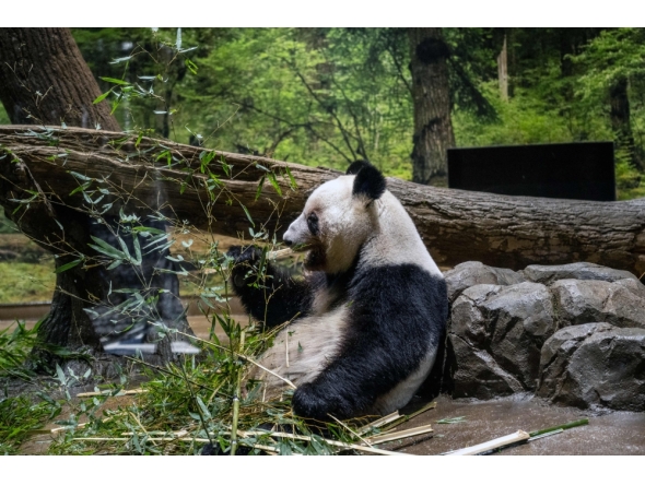 Giant panda Lei Lei eats in its enclosure during the final day for public viewing before its departure for China, at Ueno Zoo in Tokyo on January 25, 2026. (Photo by Philip Fong / AFP)