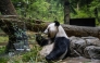 Giant panda Lei Lei eats in its enclosure during the final day for public viewing before its departure for China, at Ueno Zoo in Tokyo on January 25, 2026. (Photo by Philip Fong / AFP)