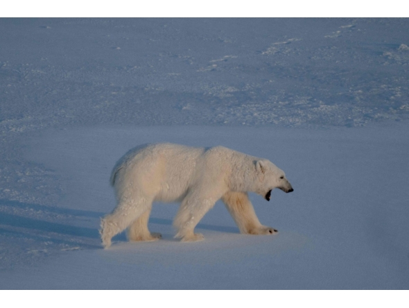 A male polar bear walks on the sea ice near glaciers in eastern Spitzbergen, in the Svalbard archipelago. (AFP)
