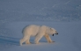 A male polar bear walks on the sea ice near glaciers in eastern Spitzbergen, in the Svalbard archipelago. (AFP)