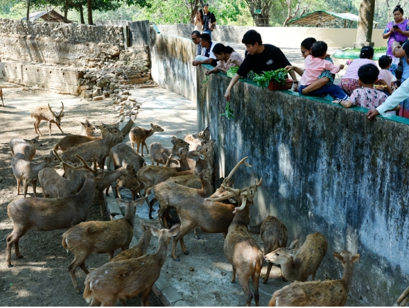 
People feed deer at the Yangon Zoological Gardens, the oldest zoo in Myanmar, celebrated its 120th anniversary on Saturday, January 31, 2026 (Xinhua/Myo Kyaw Soe)