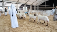 The festival celebrates halal livestock practices and Qatar’s pastoral heritage.