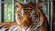 A tiger looks on while it is chained to be photographed by tourists at Chang Siam Park in Pattaya on February 12, 2020.  (Photo by Mladen Antonov / AFP)
 