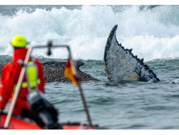 Members of the Institute of Terrestrial and Aquatic Wildlife Research (ITAW), monitor a stranded whale at the Timmendorfer Beach, northern Germany on March 23, 2026. (Photo by Jens Büttner / dpa / AFP) / Germany OUT
