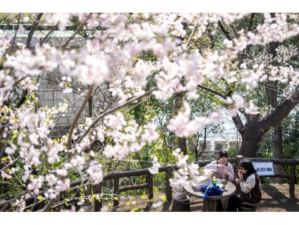 People eat and drink beneath cherry blossom trees at a park in Tokyo on March 30, 2026. Photo by Yuichi YAMAZAKI / AFP