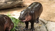 Moo Deng (R), a 1-year-old female pygmy hippo who became a viral internet sensation, eats birthday cake with her mother at Khao Kheow Open Zoo in Chonburi province on July 10, 2025. Photo by Chanakarn Laosarakham / AFP