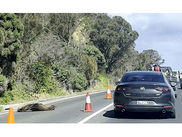 This frame grab from handout video footage by Laura Ellen taken on April 10, 2026 shows traffic along a road in the seaside Australian town of Dromana, located south of Melbourne in the southern state of Victoria, that was briefly diverted after a local seal decided to take a nap. (Photo by Handout / Laura Ellen / AFP