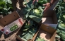 Whether green, red or purple, Napa, Savoy or bok choy, nutrition experts say you can’t really go wrong with any type of cabbage. (Jabin Botsford/The Washington Post)
 