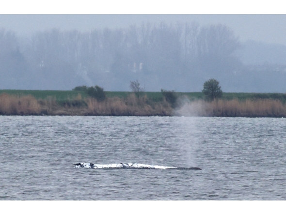 A stranded humpback whale, covered with white blankets to protect its skin, blows a fountain off the Baltic Sea coast at the island of Poel, near the small village of Weitendorf-Hof, northern Germany, on April 19, 2026. Photo by Danny GOHLKE / AFP