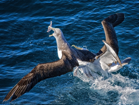 Two albatrosses fighting for food in the ocean