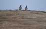 Humboldt penguins (Spheniscus humboldti) are seen at the Punta San Juan National Reserve in the Marcona district, Ica department, southern Peru on September 29, 2025. Photo by ERNESTO BENAVIDES / AFP