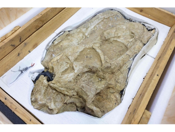 A Tarbosaurus dinosaur fossil is seen on display during a handover ceremony in Ulaanbaatar, the capital of Mongolia, on June 11, 2026. Photo by BYAMBASUREN BYAMBA-OCHIR / AFP