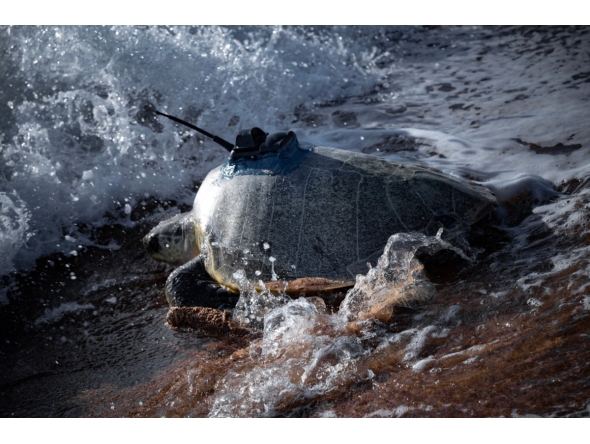 Sea turtles carrying GPS and sensors on their shells are collecting data that can make tropical cyclone forecasts more accurate. Photo by Rob Harcourt / UNSW