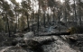 This photograph shows burnt undergrowth following a fire in the Fontainebleau Forest, in Noisy-sur-Ecole, in the Paris' Ile-de-France region on July 14, 2026. (Photo by Dimitar Dilkoff / AFP)