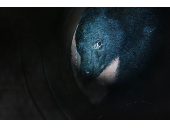 This frame grab from an AFP TV video shows a small female black bear being illuminated by a flashlight while caught in a bear trap in Ina, Nagano Prefecture, on July 14, 2026. (Photo by Harumi Ozawa / AFP)