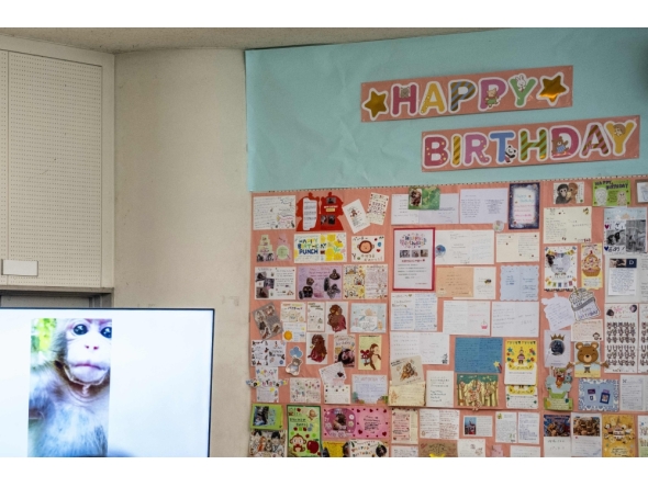 A TV screen showing the footages of the male Japanese macaque monkey named 'Punch' is pictured next to a wall with birthday messages for its upcoming one-year-old birthday, at Ichikawa City Zoo and Botanical Gardens in Ichikawa on July 24, 2026. (Photo by Philip Fong / AFP)