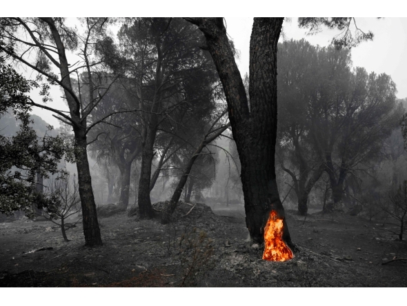 A large pine tree with its hollowed trunk still burning from the inside, is seen in a scorched forest following a wildfire near La Adrada, 95 kilometres west of Madrid, on July 27, 2026. (Photo by Miguel RIOPA / AFP)