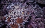 This underwater picture taken on July 9, 2026 shows coral in a shallow area of the sea near Onna village, Okinawa Prefecture. Photo by Philip Fong / AFP