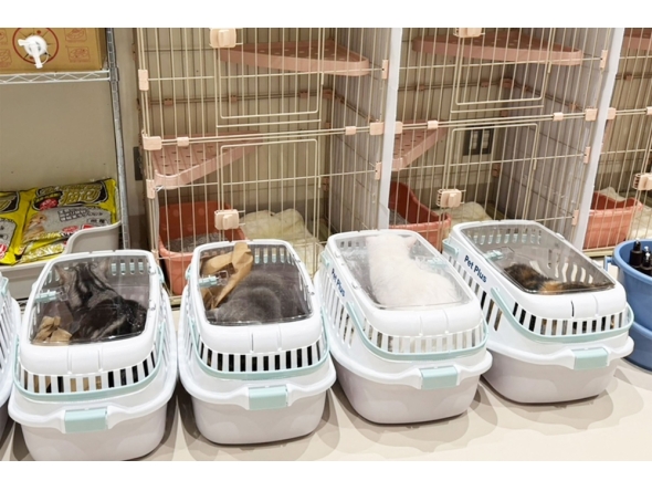 In this handout photo released by MOFF Corporation on July 30, 2026, rescued cats are seen at a MOFF facility in Hiroshima on July 29, 2026. (Photo by Handout / MOFF Corporation / AFP) 