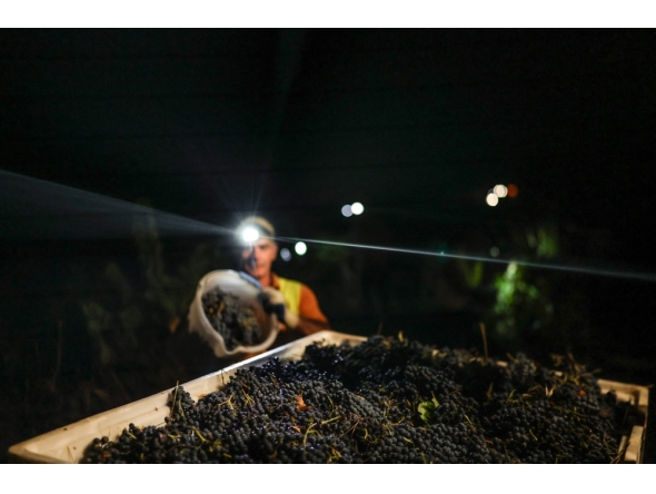 Workers from Herdade das Servas winery take part in a night grape harvesting in Estremoz on September 3, 2026. (Photo by Patricia De Melo Moreira / AFP)
