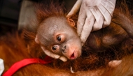 This handout picture taken on September 8, 2026 and released on September 10, 2026 by Indonesia's Ministry of Forestry and Yayasan Inisiasi Alam Rehabilitasi Indonesia (YIARI) shows a young orangutan during a rescue operation in Pemangkat village in West Kalimantan province. (Photo by Muffidz Ma'sum / YIARI / AFP)