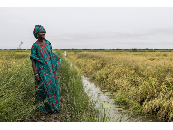 Mai Diop poses for a portrait next to her paddy field in Lampsar, on August 20, 2026.(Photo by Patrick Meinhardt / AFP)